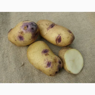 Картофель элитных сортов.Высокоурожайные, засухоустойчивые, разваристые —  Agro-Ukraine