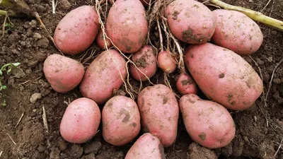 Ученый назвал два самых урожайных сорта картофеля - На пенсии