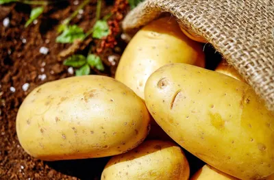Красный картофель: в Украине вывели новые уникальные сорта - Новости Украины  и мира - Агро
