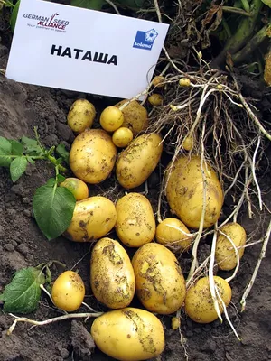 Картофель Наталья Potato Natalia - купить семенной картофель с доставкой по  Украине в магазине Добродар