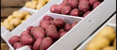 Семенной, посадочный картофель - Agrico » Агріко Україна пропонує купити  насіння картоплі з Голландії - насіннєва картопля в Україні
