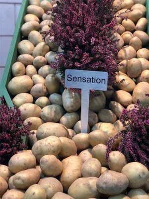 Семенной картофель Сенсейшн 1 репродукция 1 кг купить в Украине с доставкой  | Цена в Svitroslyn.ua