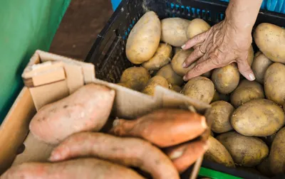 ≡ Семенной картофель Рудольф (среднеспелый) 1 репродукция - Купить в Украине  ᐉ Цены, Отзывы – LUTSENA