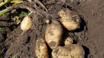 Как выбрать картофель для жарки, пюре и супа - советы | РБК Украина