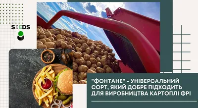 Купить семенной картофель — лучшие сорта на посадку из Голландии