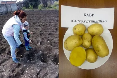 На фри и чипсы: в Украине запустят товарное производство нового сорта  картофеля - Новини АПК | Головні фермерські новини України