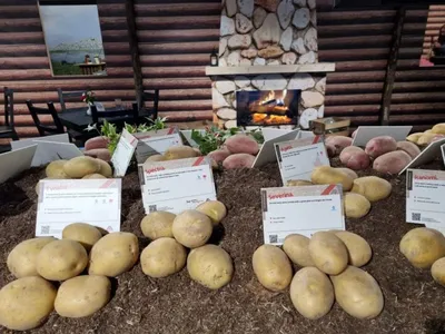 Когда сажать ранний картофель в Украине: ответы удивят даже опытных  аграриев - Главред