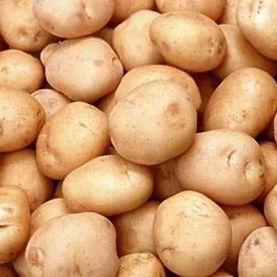 Семенной картофель Бикини (Голландская селекция ) 1 репродукция ➤ купить  Семенной картофель Бикини (Голландская селекция ) 1 репродукция - \"Насіння  Експерт\"