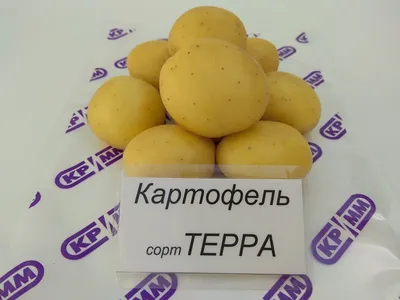 Товарное производство нового сорта картофеля для фри и чипсов запустили в  Украине • EastFruit