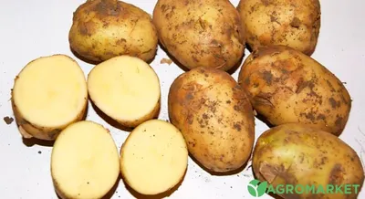 Семенной картофель Марфуша, Украина купить - Компания ФОРСАГРО