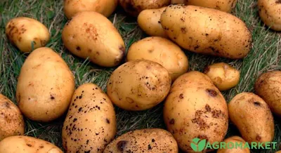 В Украине вывели уникальные сорта картофеля (ФОТО) | Портал Акцент