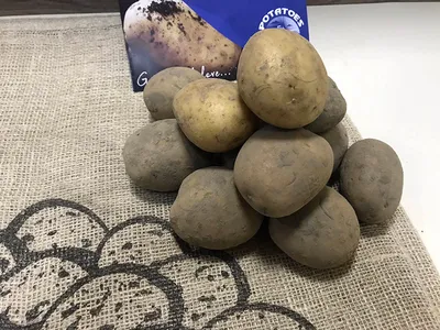 семенной картофель Дума Украина, купить за 40.00 грн. :: Rastim