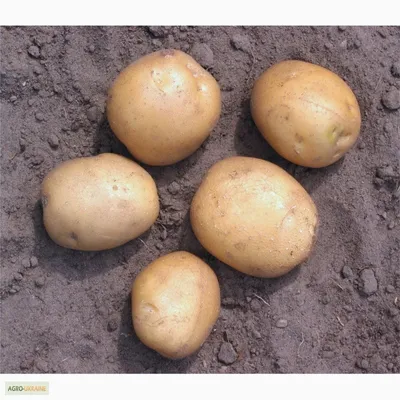 Когда сажать ранний картофель в Украине: ответы удивят даже опытных  аграриев - Главред