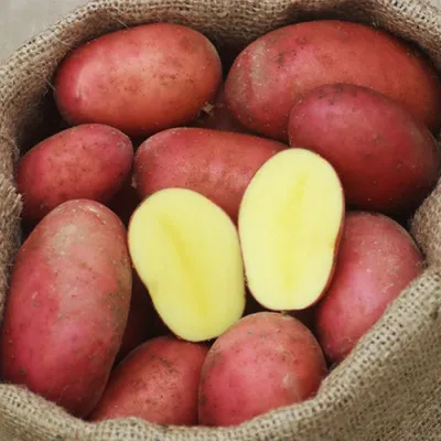 Новое поколение картофеля представлено в Украине.