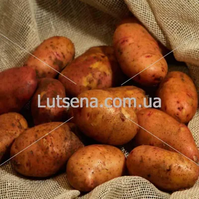 ≡ Семенной картофель Ред Скарлет (ранний) 1 репродукция - Купить в Украине  ᐉ Цены, Отзывы – LUTSENA
