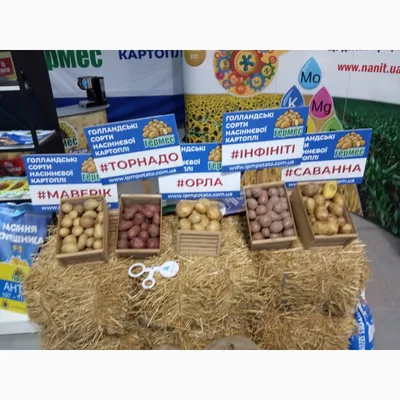 Продам велику картоплю сорт Божий Дар, Славянка — Agro-Ukraine