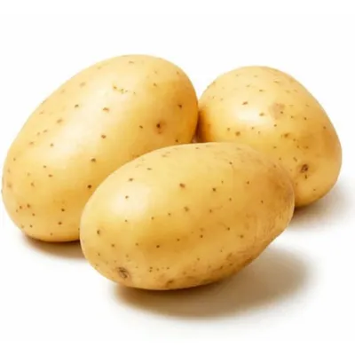 В Украине вывели уникальные сорта картофеля (ФОТО) | Портал Акцент