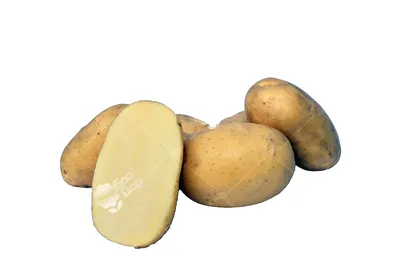 ≡ Семенной картофель Тирас (ультраранний) 1 репродукция - Купить в Украине  ᐉ Цены, Отзывы – LUTSENA