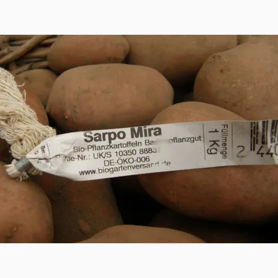 Фото к объявлению: семенной картофель. IPM Potato - элитные сорта картофеля  из Голландии — Agro-Ukraine