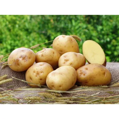 Продам/купить картофель Сарпо Мира уже в Украине — Agro-Ukraine