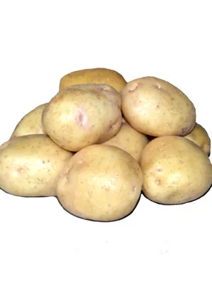Картофель Парадизо Potato Paradiso - купить семенной картофель с доставкой  по Украине в магазине Добродар