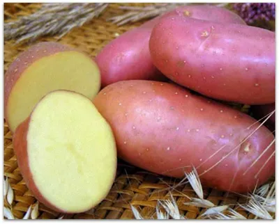 Семенной картофель Сорая - купить в Украине — интернет-магазин СолнцеСад