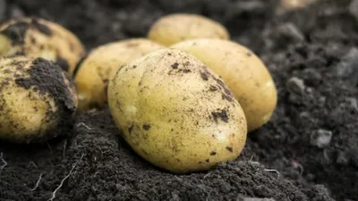 Сорта картофеля которые считаются самыми урожайными | РБК Украина