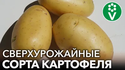 Сорта картофеля – выбираем сорт картофеля