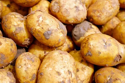 Картофель Кроне (Krone) | Сорта картофеля