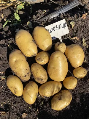 FruitNews - Польские селекционеры разработали собственный сорт картофеля с  фиолетовой мякотью
