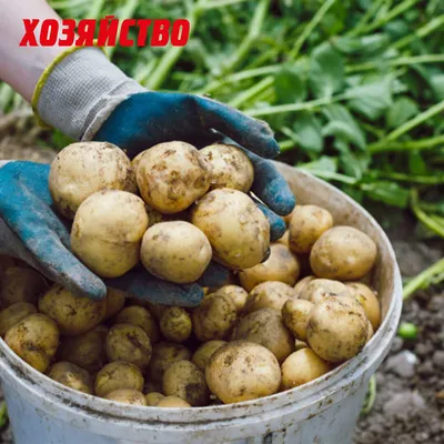 У белорусов появился новый сорт картошки, которую издалека можно принять за  минерал — Блог Гродно s13