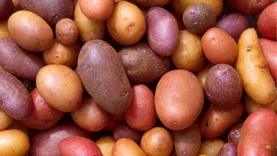 Картошка Бамберга сорта картофеля Стоковое Фото - изображение насчитывающей  регионарно, специальность: 173246650
