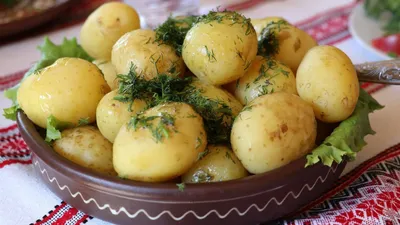 Выбираем лучший сорт картофеля - Бобёр.ру