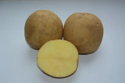 Два новых сорта картофеля созданы в рамках ФНТП развития сельского хозяйства