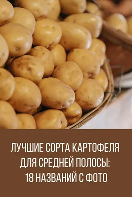 Сорта картофеля: Какой картофель выбрать для приготовления блюд - посадка,  уход, фото, как вырастить и собрать урожай - «Блог Флориум.юа» 2024