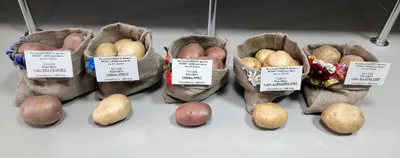 Голландские сорта картофеля заказать по почте