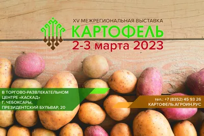 Картофель Седек семена картофеля, картофель семена Седек. - купить по  выгодным ценам в интернет-магазине OZON (841151146)