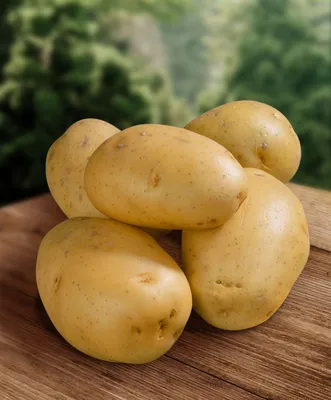 Названы самые урожайные сорта картофеля: собираем более 700 кг овощей с  сотки — клубни крупные и вкусные