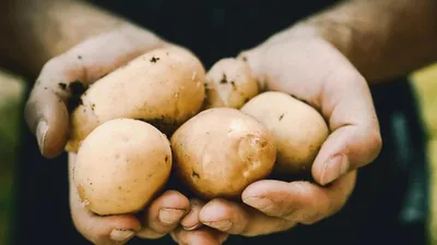 Суперранние сорта картофеля: виды и сорта - Agro-Market