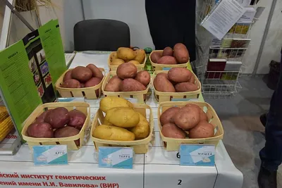 Сорта картофеля, созданные по Федеральной научно-технической программе  развития сельского хозяйства, можно увидеть 2-3 марта в Чувашии |  Министерство сельского хозяйства Чувашской Республики