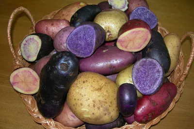 Семена Картофель Импала, Пикассо, Ассоль, Лакомка, Одиссей, Реванш купить  по цене 66 ₽ в интернет-магазине KazanExpress