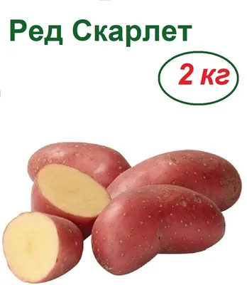 😋 Чемпион вкуса — картофель с желтой... - Беккер Казахстан | Facebook