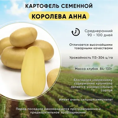 Популярные сорта картофеля. Описание сортов. Сад и огород выпуск 151 -  YouTube