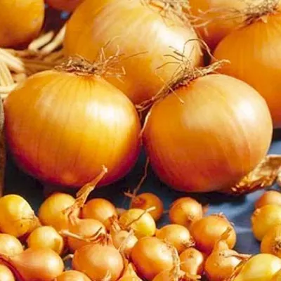 Купити Семена лука Батун - Насіння цибулі від Берекет КФХ
