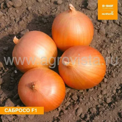 Сандра F1/sandra (ambador f1) семена лука желтого Cora Seed, оригинальная  упаковка (250000 семян) - купить по цене от 6 258.73 грн