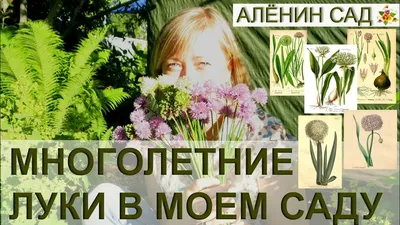 5 видов лука в моем саду / Вкусные и красивые многолетние луки / Как  размножать лук - YouTube