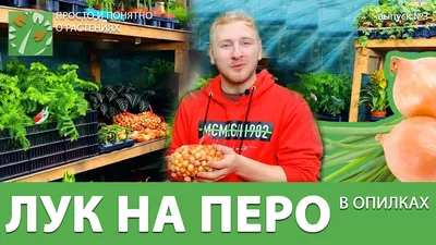 Лук лука на зелень, сорт Байкал, 0,25 г, 3 шт. - купить по выгодным ценам в  интернет-магазине OZON