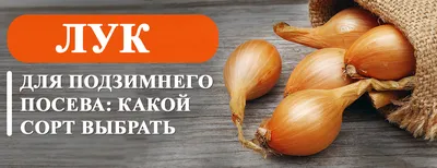 Семена лука многолетнего Батун (ID#1127795766), цена: 5 ₴, купить на Prom.ua