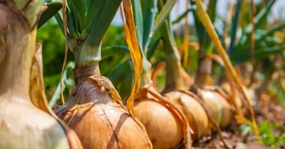 Гибриды лука селекции Агрохолдинга «Поиск» в однолетней культуре |  Картофель и овощи