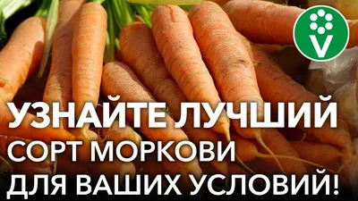 Агробиоцентр Семена моркови